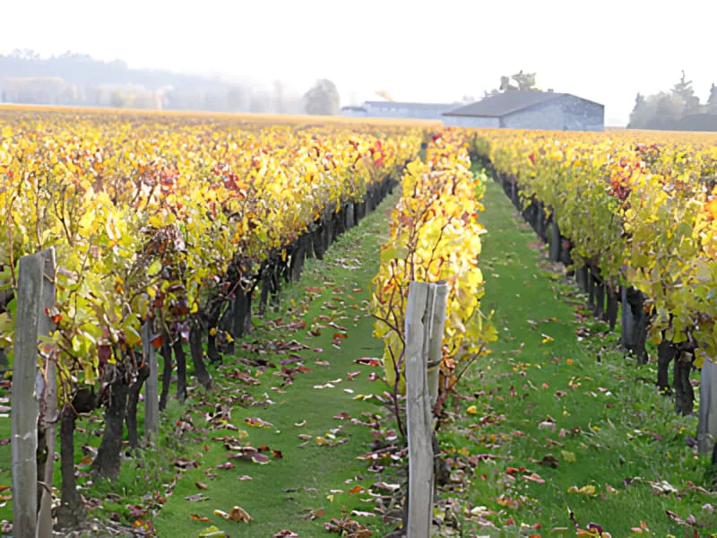 A vineyard with golden-yellow leaves in late autumn, with a farmhouse in the distant background.