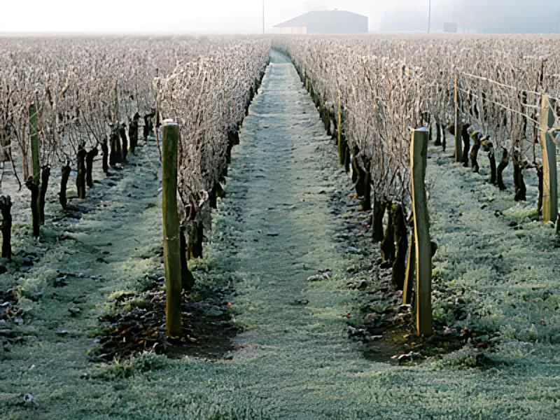 Rows of dormant grapevines covered in frost extending into the distance on a crisp winter morning, creating a sparkling landscape.