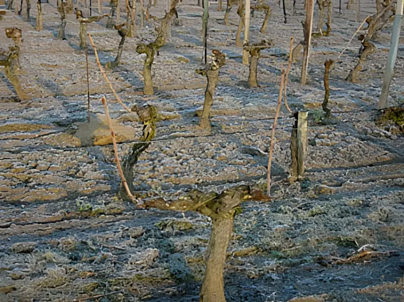 Close-up of pruned grapevines showing the Double Guyot training system with canes ready to be tied to horizontal wires in both directions.
