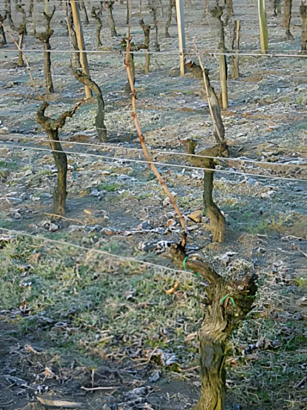 Dormant grapevines in winter showing the Single Guyot pruning system with individual canes trained along support wires.