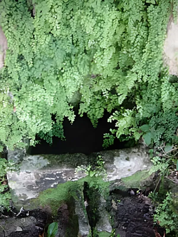 Une entrée de grotte ou grotte sombre entourée d'une végétation verte luxuriante, montrant l'environnement naturel autour des chambres souterraines.
