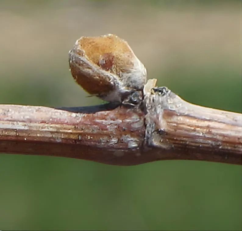 Un gros plan d'une branche de vigne montrant un bourgeon gonflé commençant à émerger, capturé sur un fond flou pendant la croissance printanière précoce.
