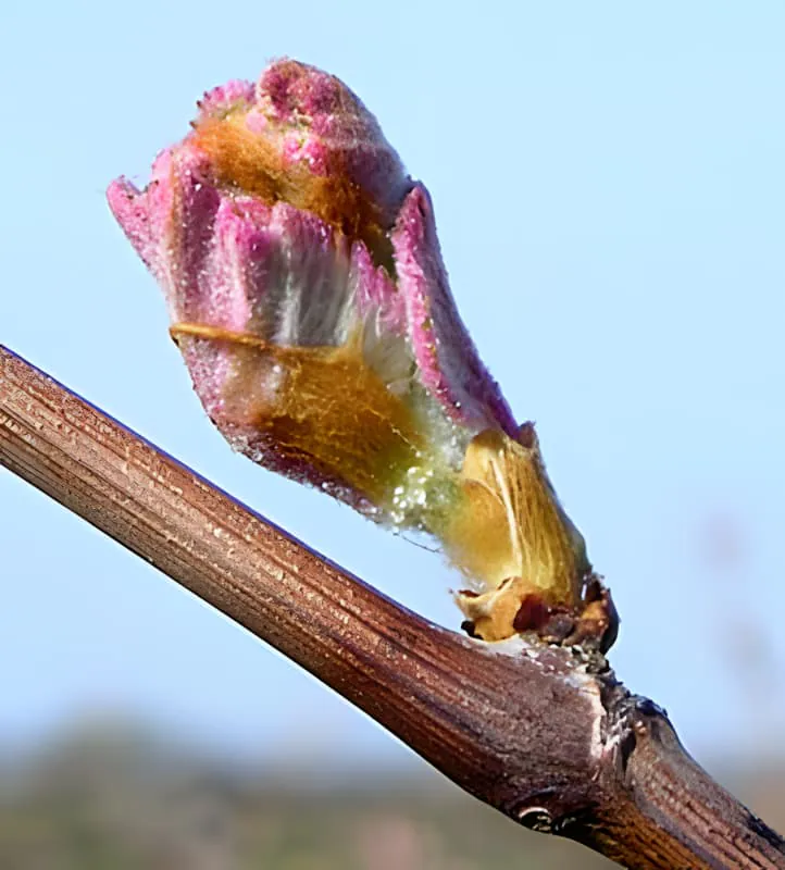 A close-up of a vine bud with colorful reddish-purple and orange emerging leaves unfurling from the branch, showing the vivid colors of new spring growth.