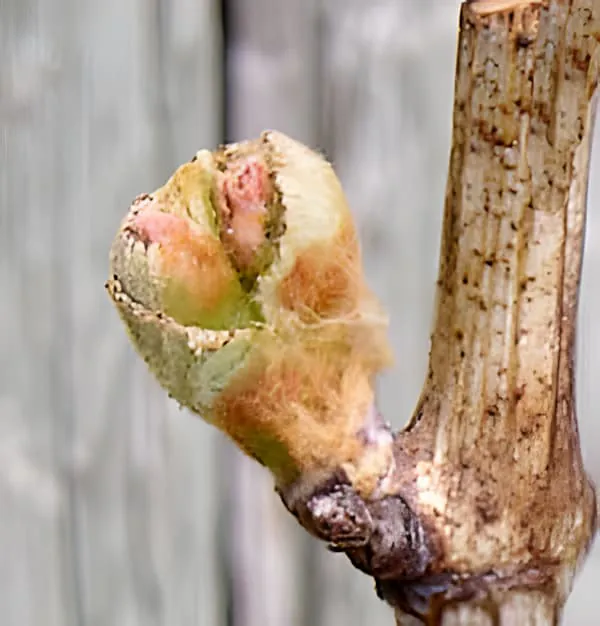 A close-up of a grapevine bud showing colorful emerging leaves with pink, green, and brown hues unfurling in early spring.