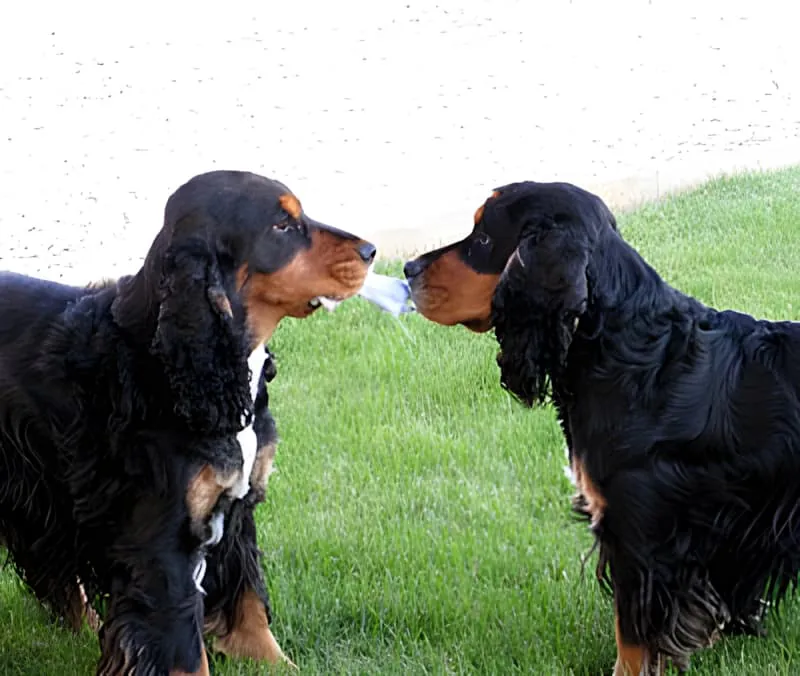 Two large dark-colored dogs sitting face-to-face on green grass, appearing to interact affectionately during springtime.