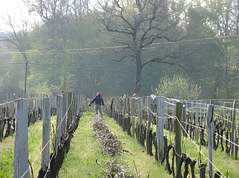 Un ouvrier de vignoble en sweat à capuche violet travaille le long d'une rangée de vignes tôt le matin.