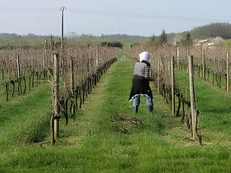 Une personne en vêtements de couleur claire travaillant dans une rangée de vignoble, se penchant pour ramasser le bois taillé entre les rangées de vignes.