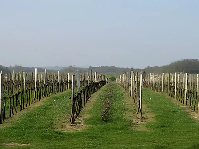 De longues rangées de vignes nues s'étendant au loin avec des chemins d'herbe nets entre elles, montrant le travail de taille terminé.