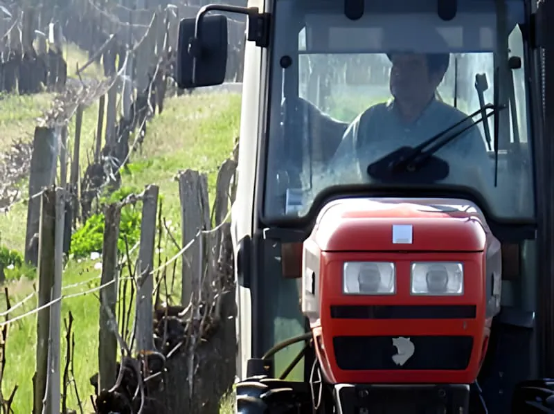 Un tracteur rouge avec un opérateur visible dans la cabine, positionné parmi les rangées de vignoble avec le bois taillé prêt pour le broyage.