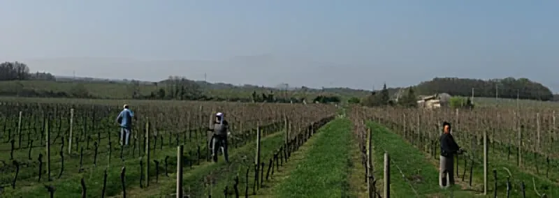 Une vue large du vignoble montrant trois petites silhouettes d'ouvriers répartis à travers les rangées de vignoble, démontrant l'ampleur de l'opération de taille.
