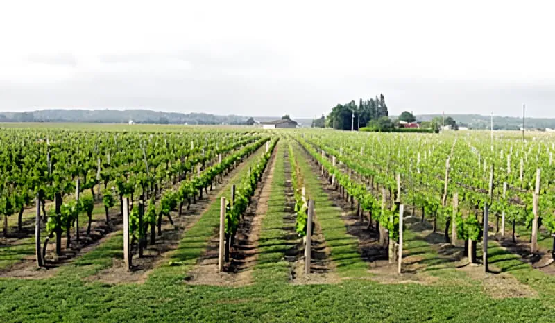 Neat rows of young grapevines stretching across a field under an overcast sky, showing the organized vineyard layout during growing season.