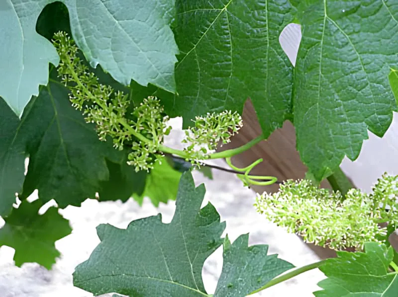 Close-up of grapevine leaves and flower clusters showing the small white blooms that will develop into grapes.