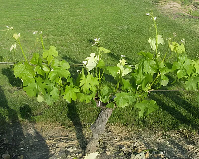 A single grapevine with large green leaves and visible tendrils reaching out, planted in rich soil with other vines in the background.