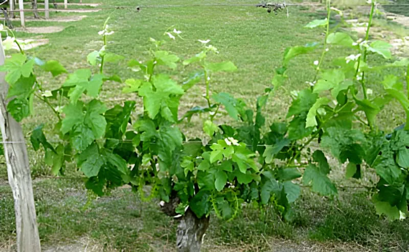 Une rangée de vignes affichant un feuillage vert abondant et une croissance vigoureuse, montrant les résultats d'une gestion attentive du vignoble.