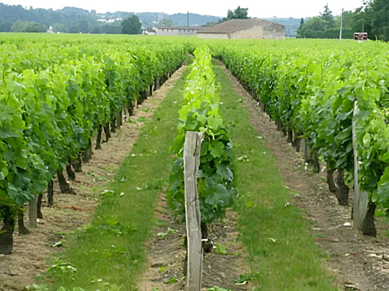 Well-maintained vineyard rows with evenly spaced vines and clear pathways, showcasing professional vineyard management practices.