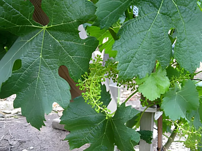 Close-up of grapevine leaves with small green grape clusters forming after flowering, showing the early fruit development stage.