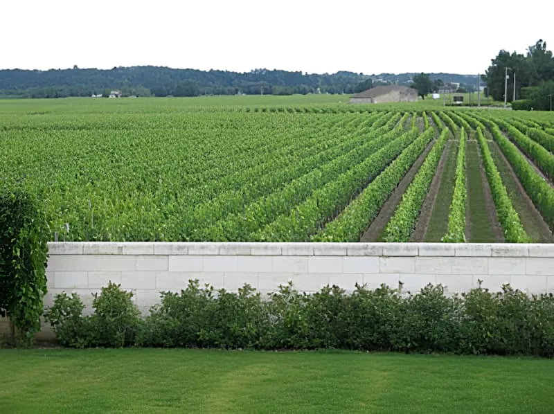A panoramic view of perfectly organized vineyard rows stretching across the countryside, separated by a white stone wall in the foreground.