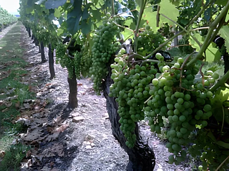 Vineyard rows showing the results of selective leaf removal, with grape clusters more visible and vines having a cleaner, more organized appearance.