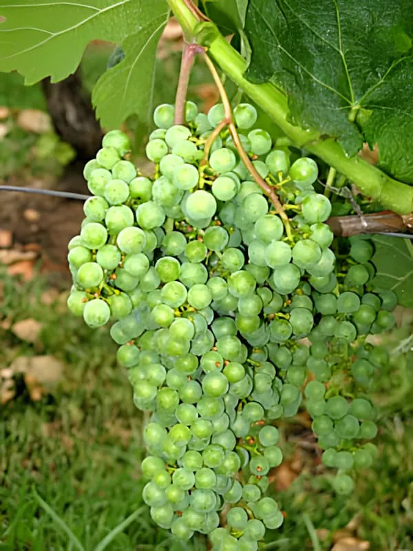 A close-up of a perfectly formed green grape cluster hanging from the vine, showing excellent fruit development and uniform berry size.