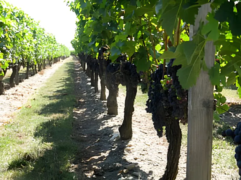 Vineyard rows showing overcrowded grape clusters before green harvest, with multiple bunches hanging closely together on each vine.