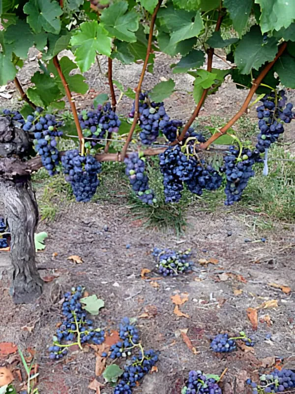 Scattered dark purple grapes fallen on the ground beneath vine rows, showing evidence of the green harvest process.