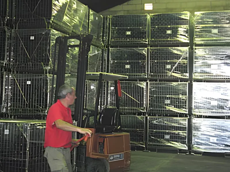 A worker operating a forklift in a warehouse filled with plastic-wrapped pallets of wine bottles stacked high for storage.