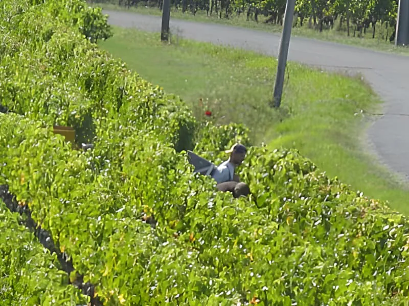 Workers picking grapes among green vines in vineyard