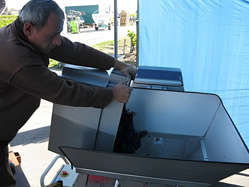 Worker emptying grape harvest basket into collection bin
