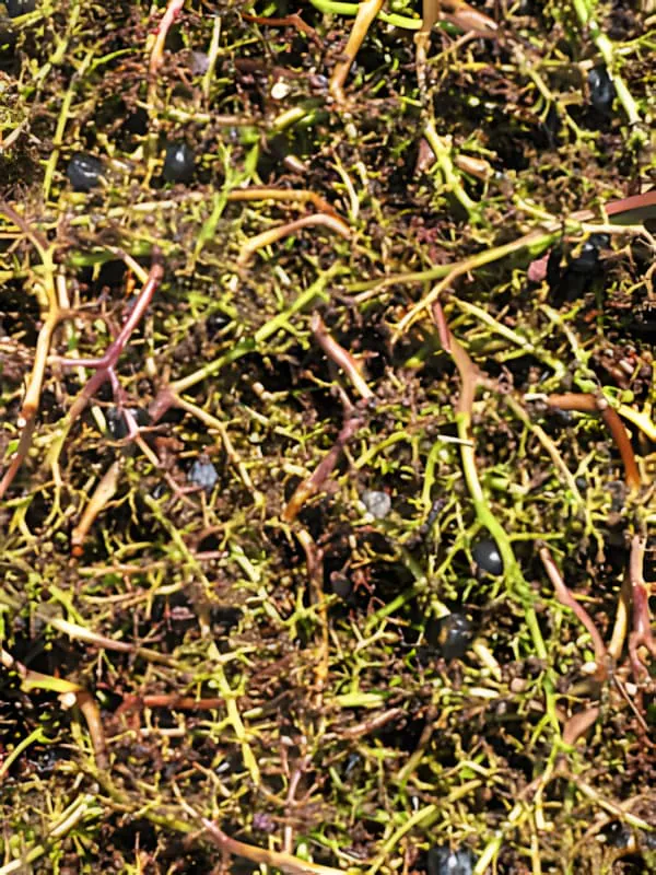 Close-up view of organic moss and vineyard floor ecosystem