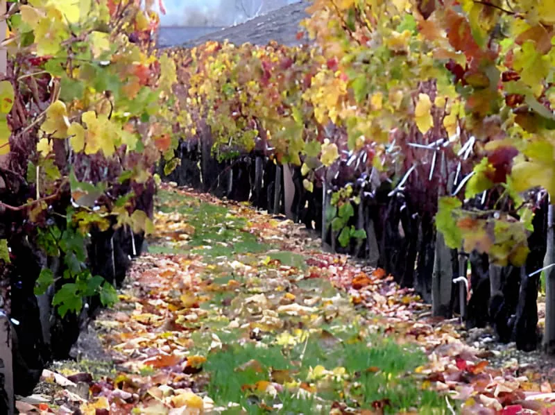 Vineyard rows carpeted with golden autumn leaves creating watercolor-like beauty