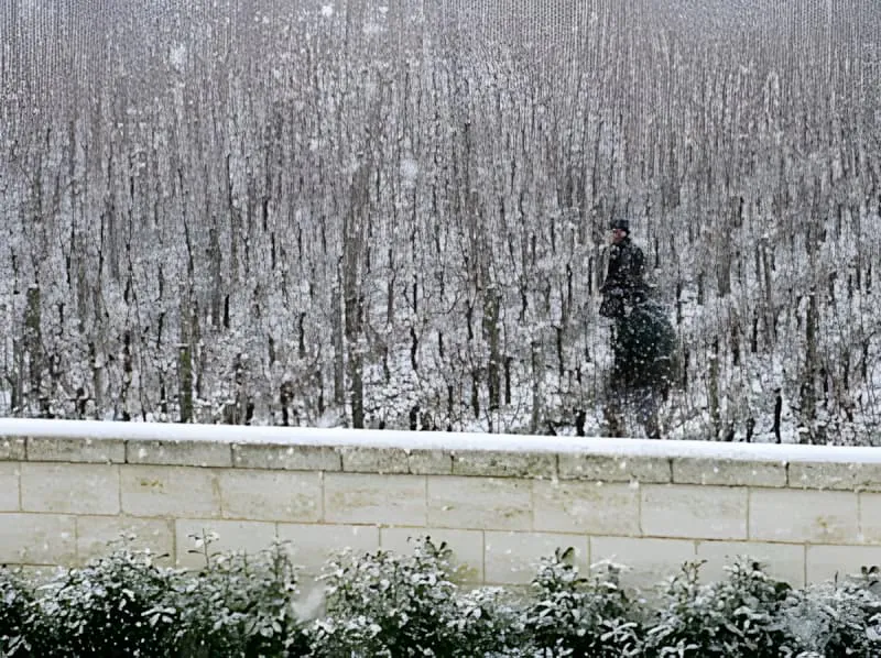 Snow-covered vineyard rows during winter pruning work