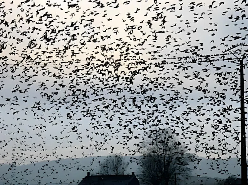 Massive flock of migrating starlings creating dramatic aerial formations
