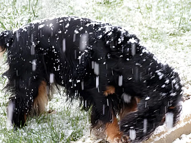 Dog investigating fresh snowfall with head down sniffing the ground