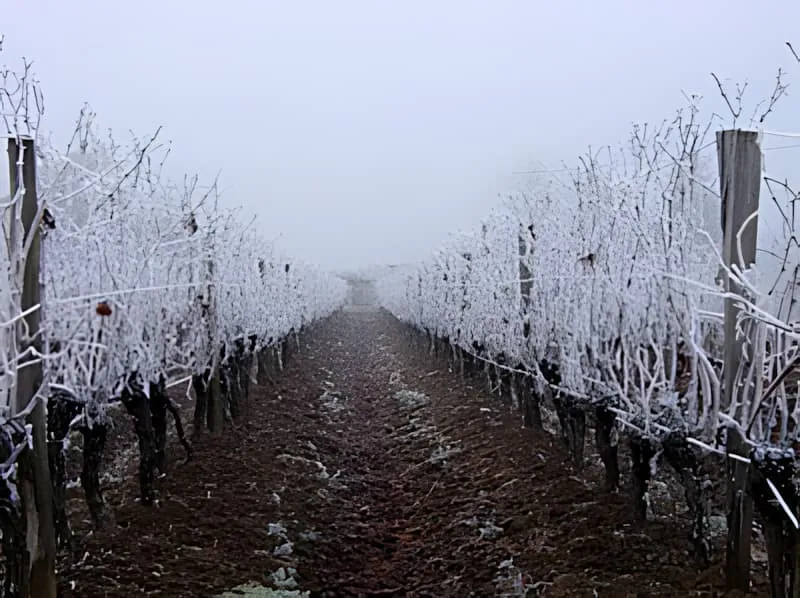 Frost-covered vineyard rows shrouded in winter fog during holidays