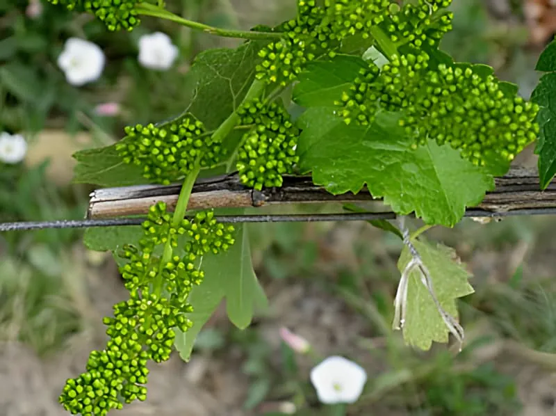 Grape vine flower clusters before blooming in May vineyard