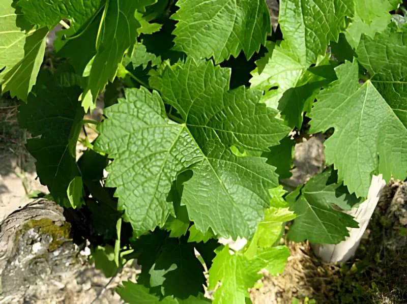 Young vine leaves showing vibrant spring growth patterns