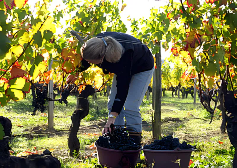 Worker hand-harvesting grapes in vineyard during optimal ripeness
