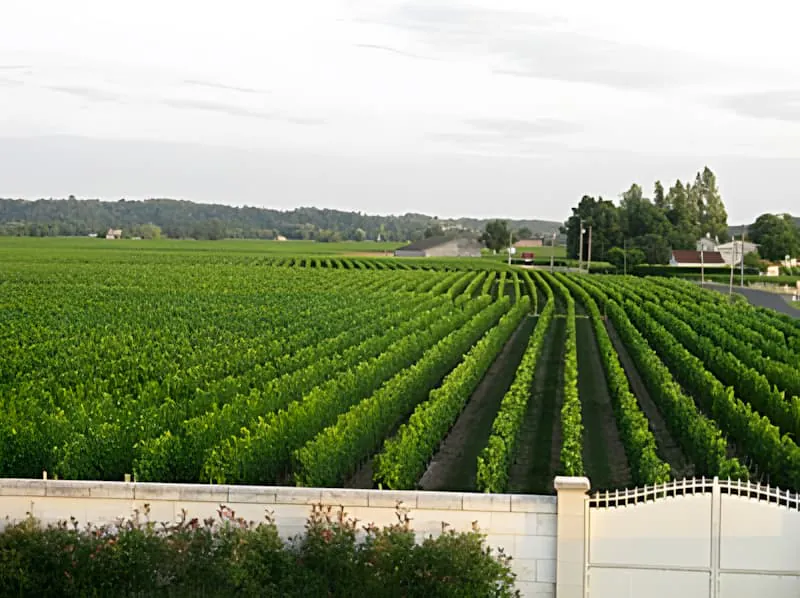 Panoramic view of organized vineyard rows representing terroir wine philosophy