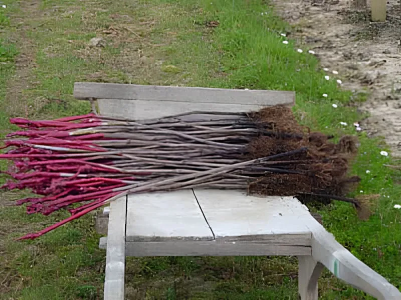 A bundle of bare-root replacement vines, some with red wax-sealed tops, resting on a wooden cart in a grassy area at Château Plaisance.