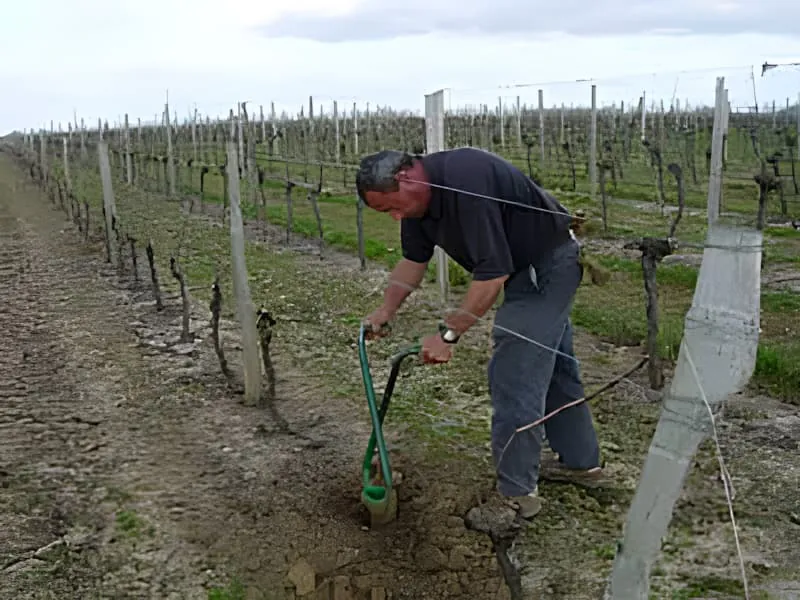 Worker planting replacement Merlot vines with bare roots at Château Plaisance in February.