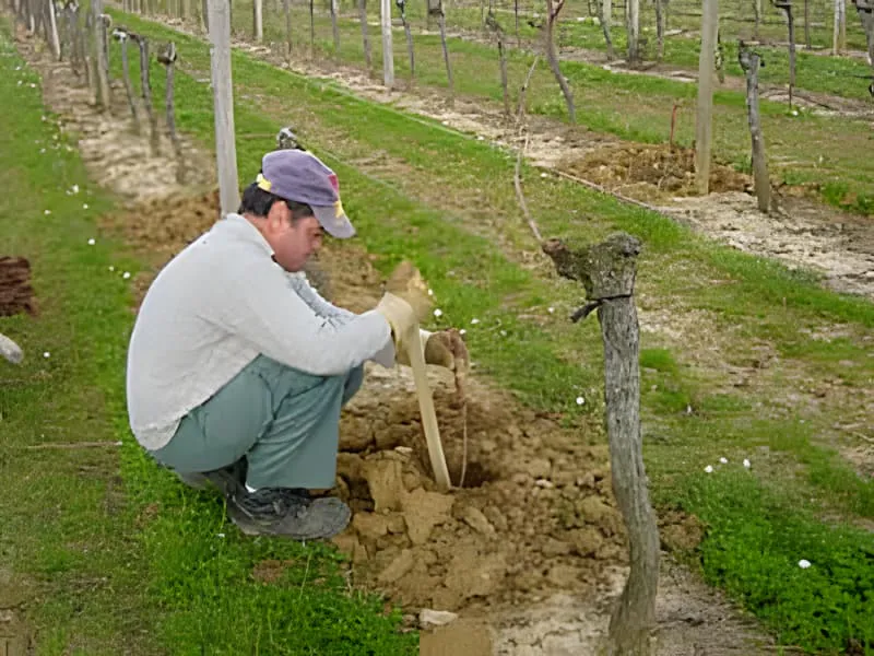 Worker carefully planting new vine feet in organized vineyard row at Château Plaisance.