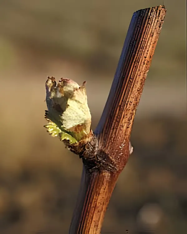 Vue détaillée d'un bourgeon de vigne émergent avec développement du début du printemps