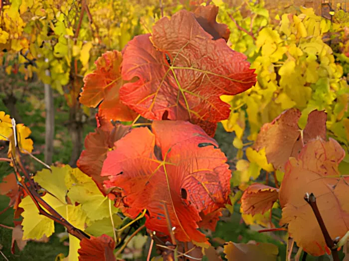 A close-up of a grapevine leaf in autumn, showing vibrant red, orange, and yellow colors.