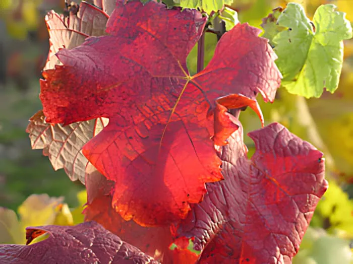 A close-up of a grapevine leaf in autumn, showing vibrant red, orange, and yellow colors.
