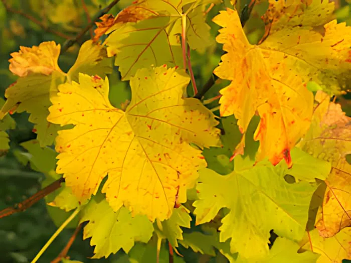 A close-up of a grapevine leaf in autumn, showing vibrant red, orange, and yellow colors.