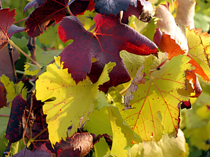 A close-up of a grapevine leaf in autumn, showing vibrant red, orange, and yellow colors.