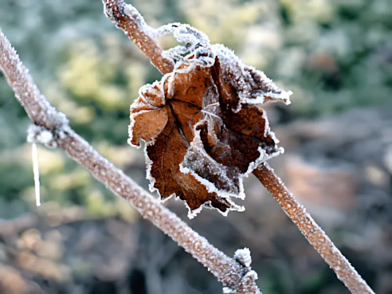 A close-up of a frost-covered grapevine leaf, with ice crystals on its surface.